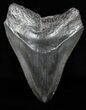 Juvenile Megalodon Tooth - Serrated Blade #58079-1
